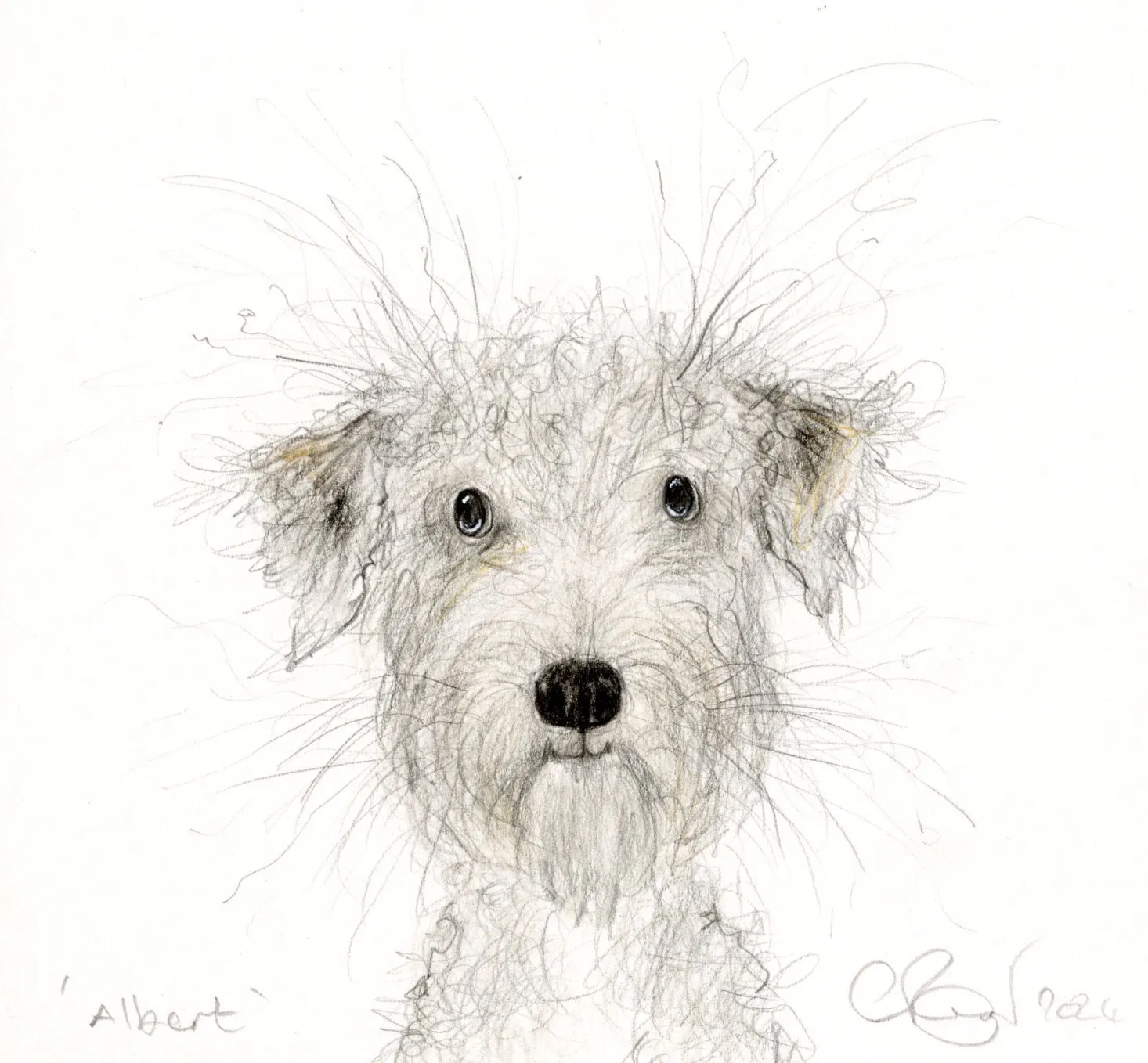 ‘Albert’ the soft coated wheaten terrier