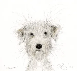 ‘Albert’ the soft coated wheaten terrier