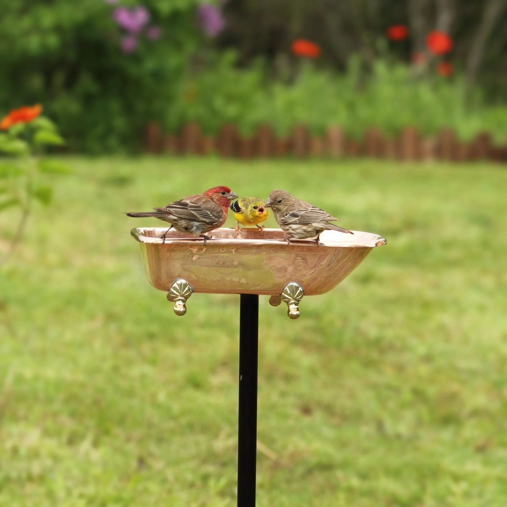 Splish Splash Copper Birdbath